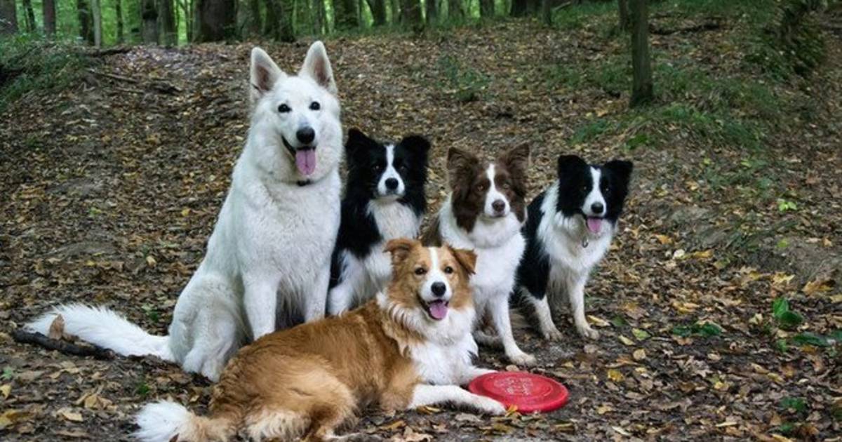 Szelíd farkas vagy szőrős gyerek? A kutyaelme sajátosságai